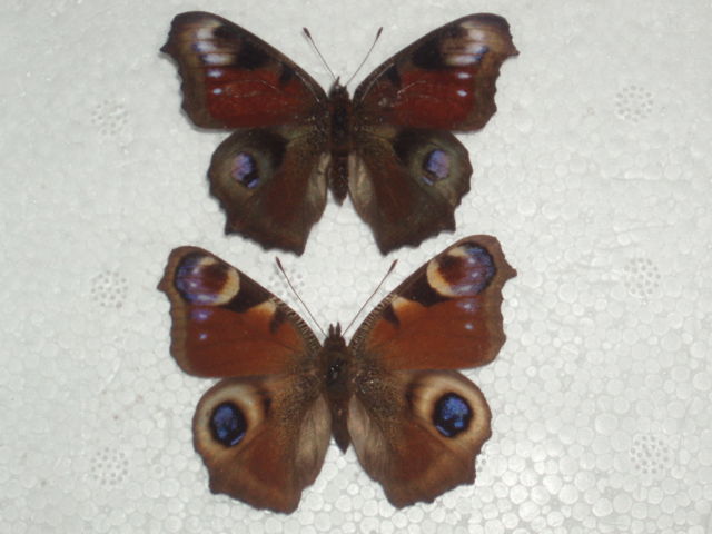 Inachis io male (aberration belissara and normal female) Internet Image property of respective owner, non-commercial use only